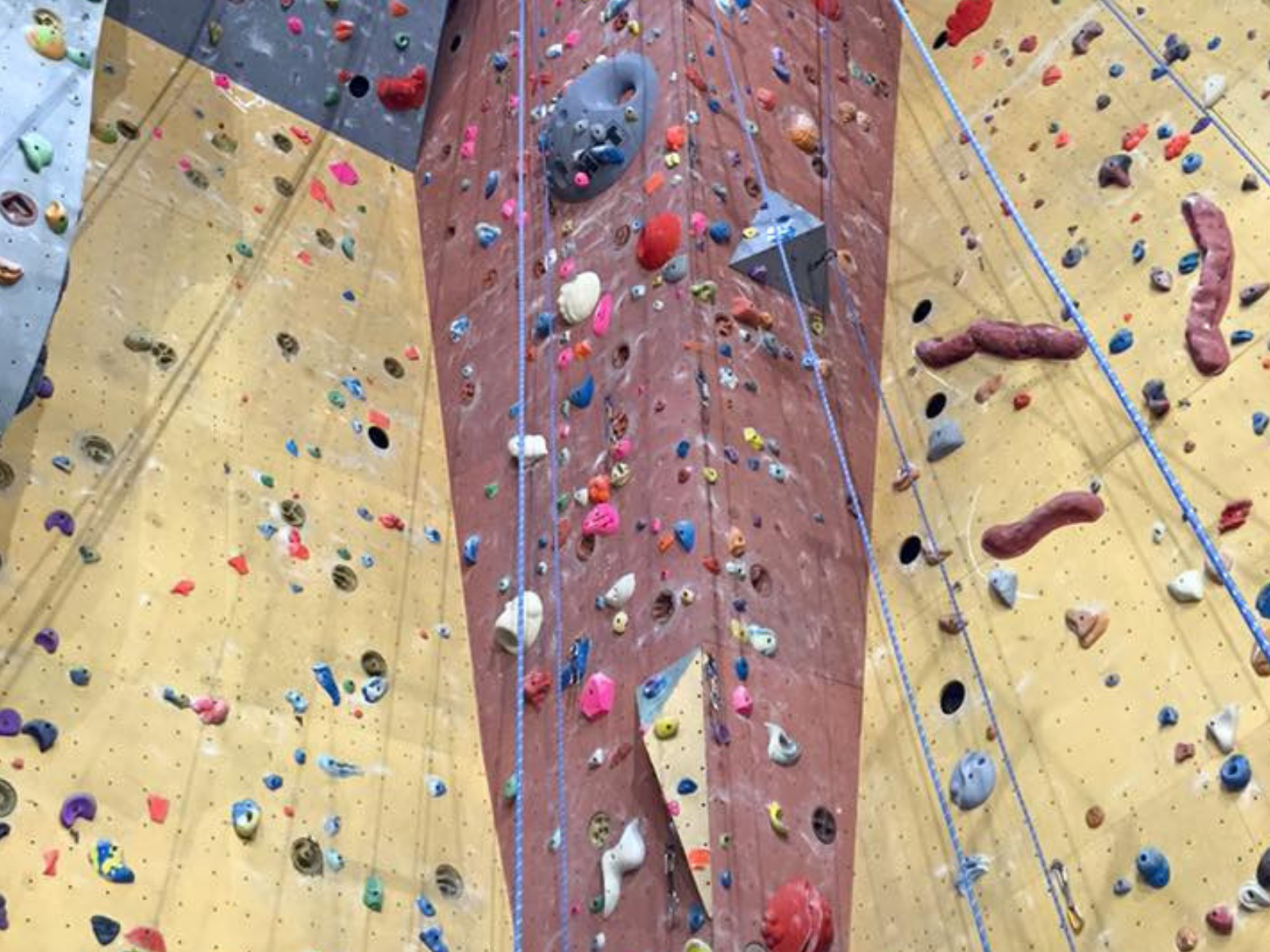 Brussels Monkeys Climbing